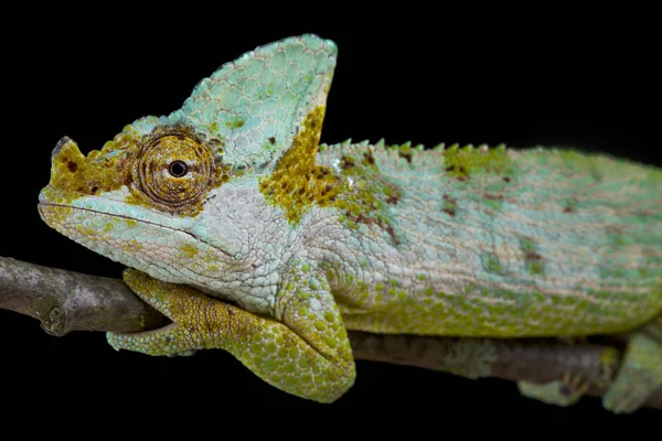 Carpenter'ın bukalemun, Kinyongia carpenteri
