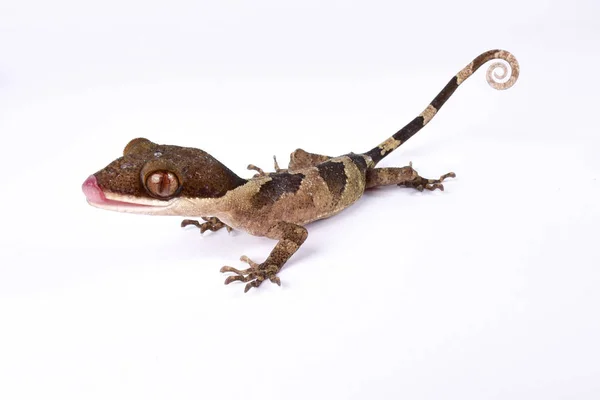 Gyűrűsfarkú Gecko Cyrtodactylus Louisiadensis — Stock Fotó