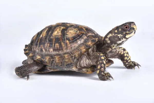 Karettschildkröte Schildkröte Carolina Carolina — Stockfoto
