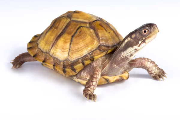 Gulf Coast Box Turtle Terrapene Carolina Major — Stock Photo, Image