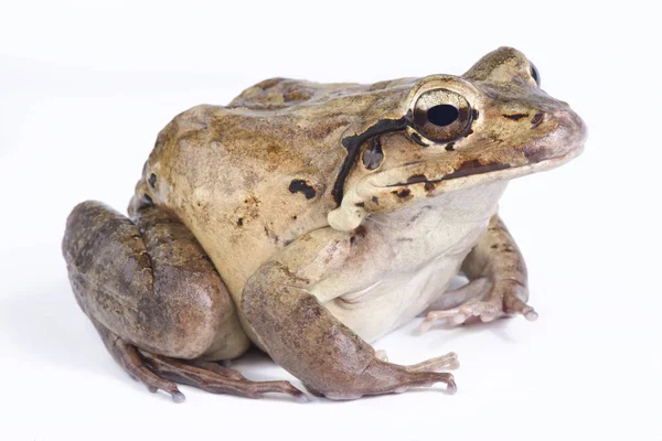 Horská Kuře Ųķčnķch Leptodactylus Fallax — Stock fotografie