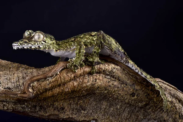 Obří List Kvadrát Gecko Uroplatus Giganteus — Stock fotografie