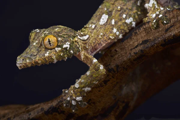 Large Mossy Leaf Tailed Gecko Uroplatus Sameiti — Stock Photo, Image