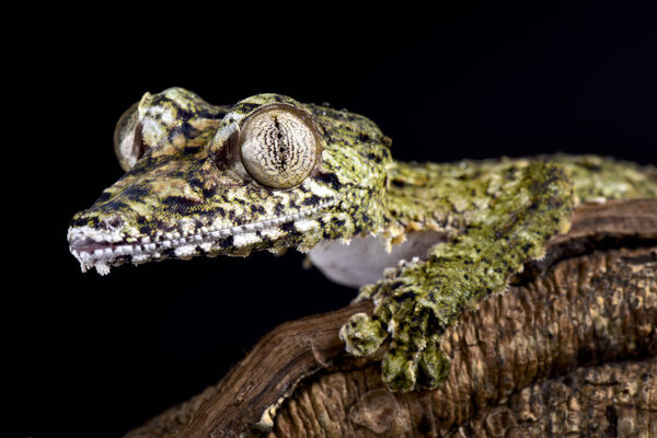 Гигантский листохвостый геккон (Uroplatus giganteus) является одним из крупнейших гекконов в мире. Встречаются на севере Мадагаскара.
.
