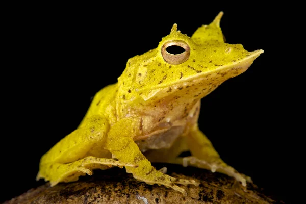 Соломон Острів Листя Жаби Ceratobatrachus Guentheri — стокове фото