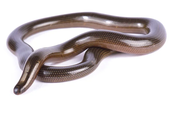 Lineolate Blind Snake Afrotyphlopinae Lineolatus — Stock Photo, Image