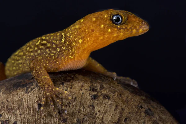 Lagartixa Anelada Gonatodes Annularis Uma Espécie Lagartixa Dia Espetacular Encontrada — Fotografia de Stock