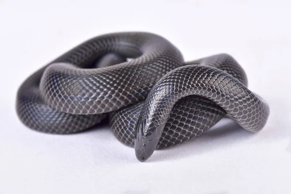 Asp Congo Atractaspis Congica Congica Uma Espécie Serpente Altamente Venenosa — Fotografia de Stock