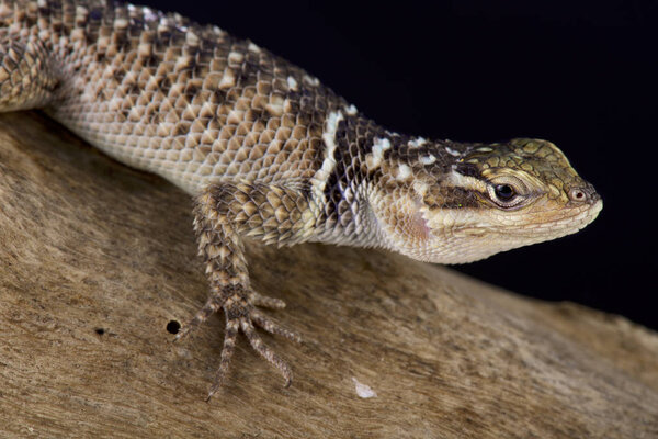 Blue spiny lizard, Sceloporus serrifer cyanogenys