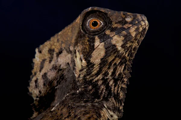 Přilbou Leguán Corytophanes Cristatus — Stock fotografie