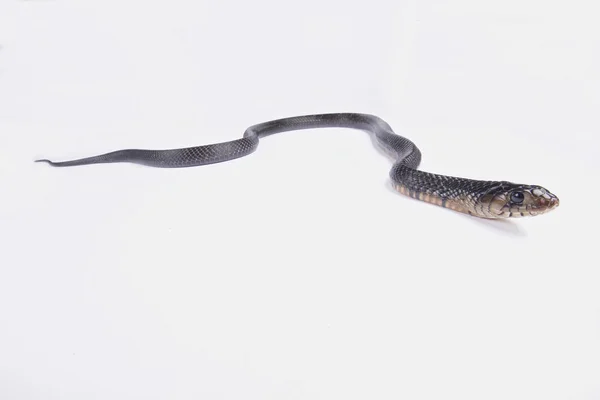 Cobra Índigo Texas Drymarchon Melanurus Erebennus — Fotografia de Stock