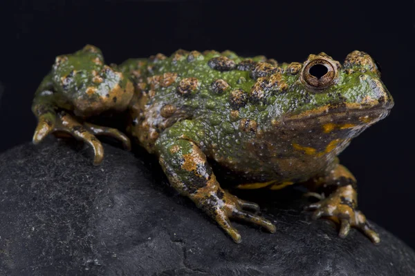 Sapo Campana Palmeado Pequeño Bombina Microdeladigitora —  Fotos de Stock