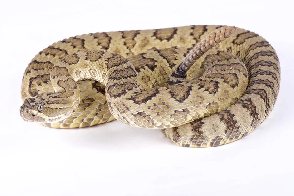 Great Basin Rattlesnake Crotalus Oreganus Lutosus — Stock Photo, Image