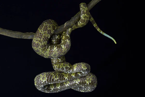 Pitviper Protobothrops Mangshanensis 是中国云南省特有的濒危巨型毒蛇物种 — 图库照片