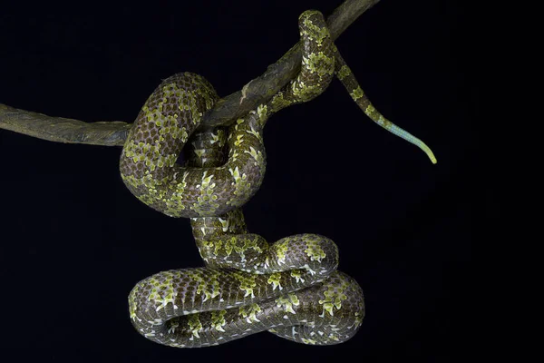 Mangshan kesimlerinde bulunan çukur engerek (Protobothrops mangshanensis) familyasından bir atmaca kritik tehlike altında dev viper Yunan eyaleti, Çin için endemik.