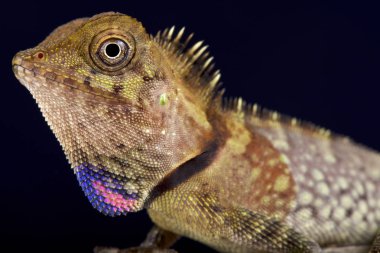 Bell'in açı baş kertenkele, Gonocephalus bellii