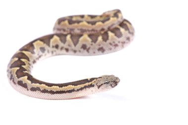 Kaba ölçekli kum boa, Gongylophis conicus