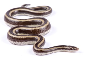 Meksika pembe boa, Lichanura trivirgata trivirgata