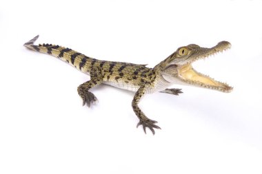 Filipin Timsahı, Timsah Mindorensis