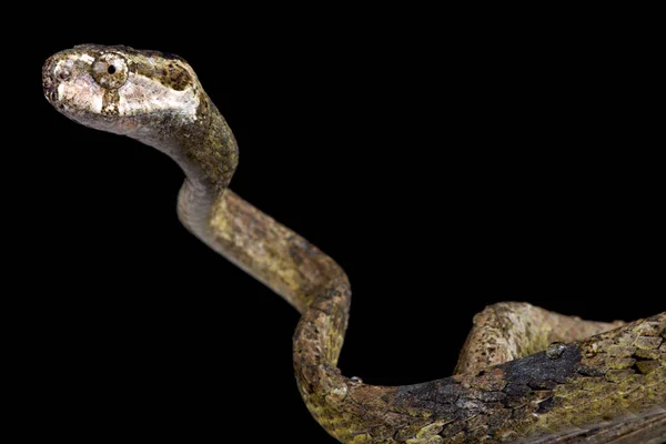Serpente Comedora Lesmas Cabeça Romba Aplopeltura Boa — Fotografia de Stock