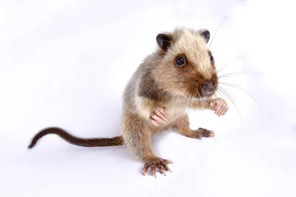 Noordelijk Luzon Reusachtige Wolk Rat Phleomys Pallidus — Stockfoto