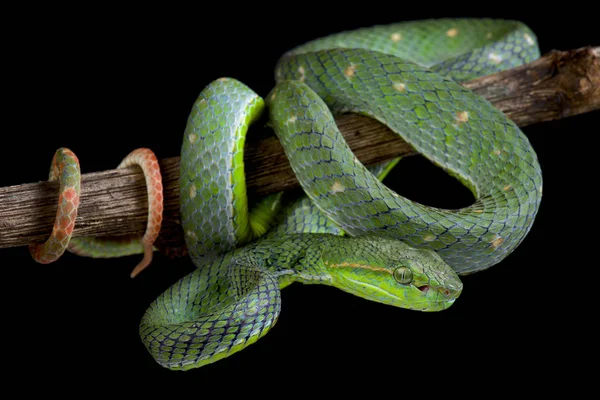 Hagens Pitviper Parias Hageni 是在东南亚发现的一种美丽的树毒蛇物种 — 图库照片