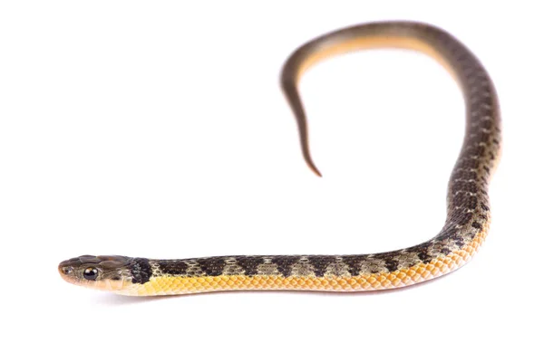 Cobra Barriga Dourada Liophis Poecilogyrus — Fotografia de Stock
