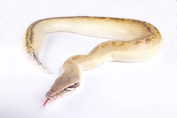 Pitón Sangre Marfil Python Brongersmai — Foto de Stock