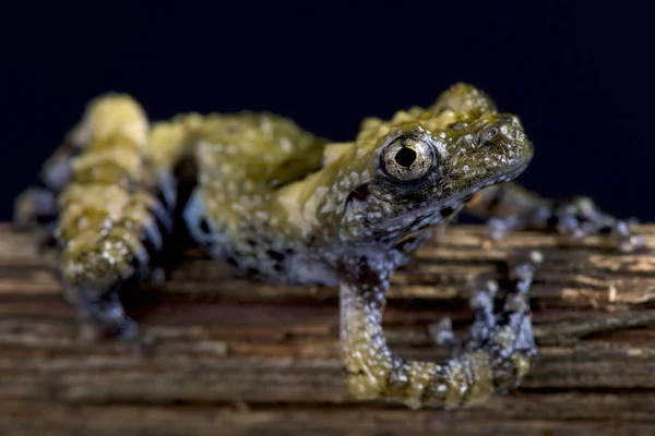 사마귀 개구리 Theloderma Asperum — 스톡 사진