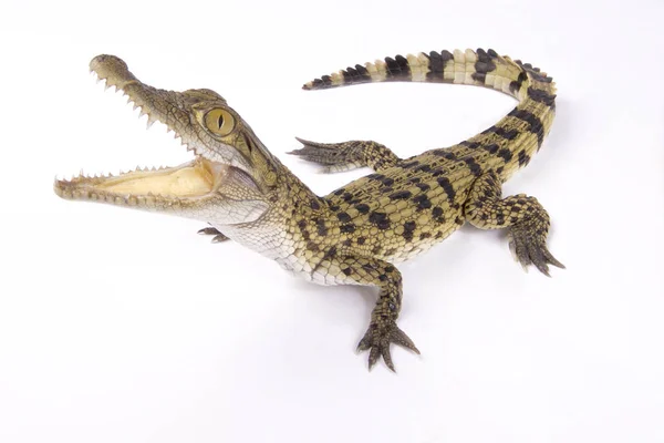 필리핀 Crocodylus Mindorensis — 스톡 사진