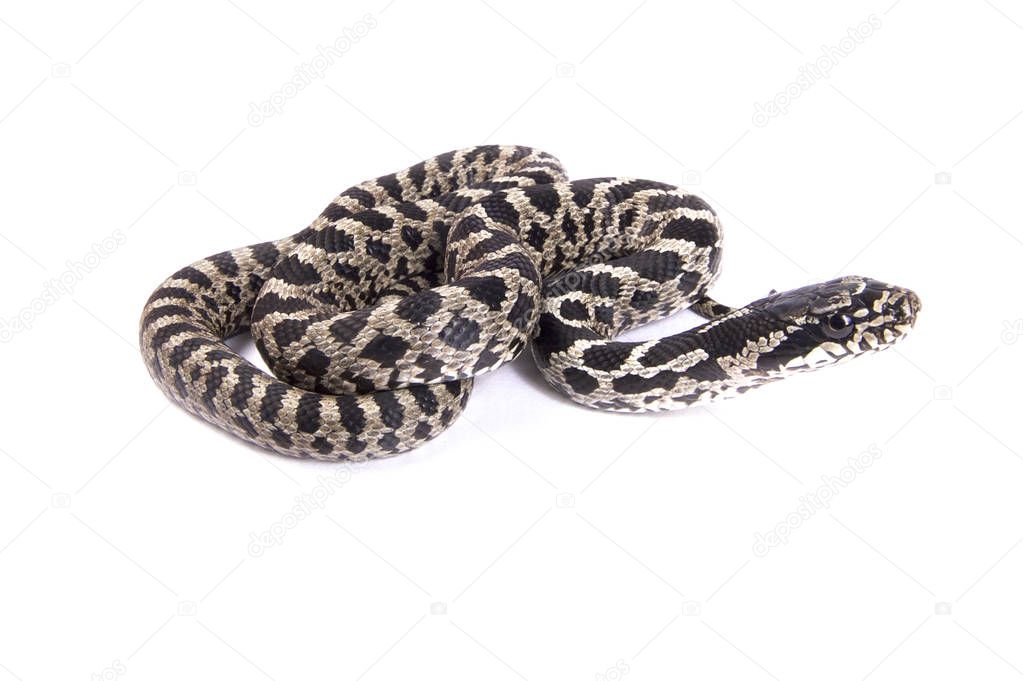 four-lined ratsnake, Elaphe quatuorlineata 