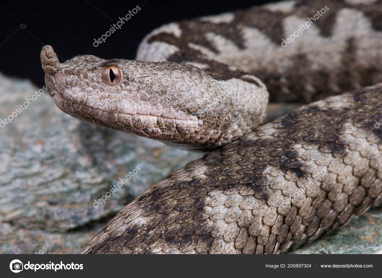 ポートフォリオ Reptiles4all ページ 4 ストック写真 イラストとベクターアート Depositphotos ポートフォリオ Reptiles4all ページ 4 ストック写真 イラストとベクターアート Depositphotos