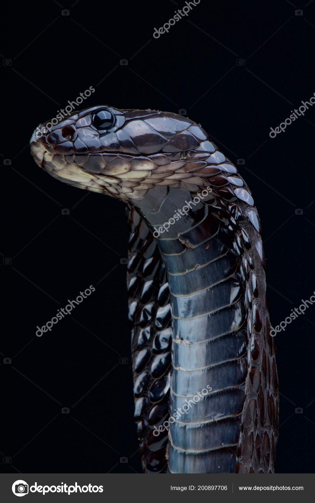 15 300 Cobra Stock Photos Images Download Cobra Pictures On Depositphotos 15 300 Cobra Stock Photos Images Download Cobra Pictures On Depositphotos