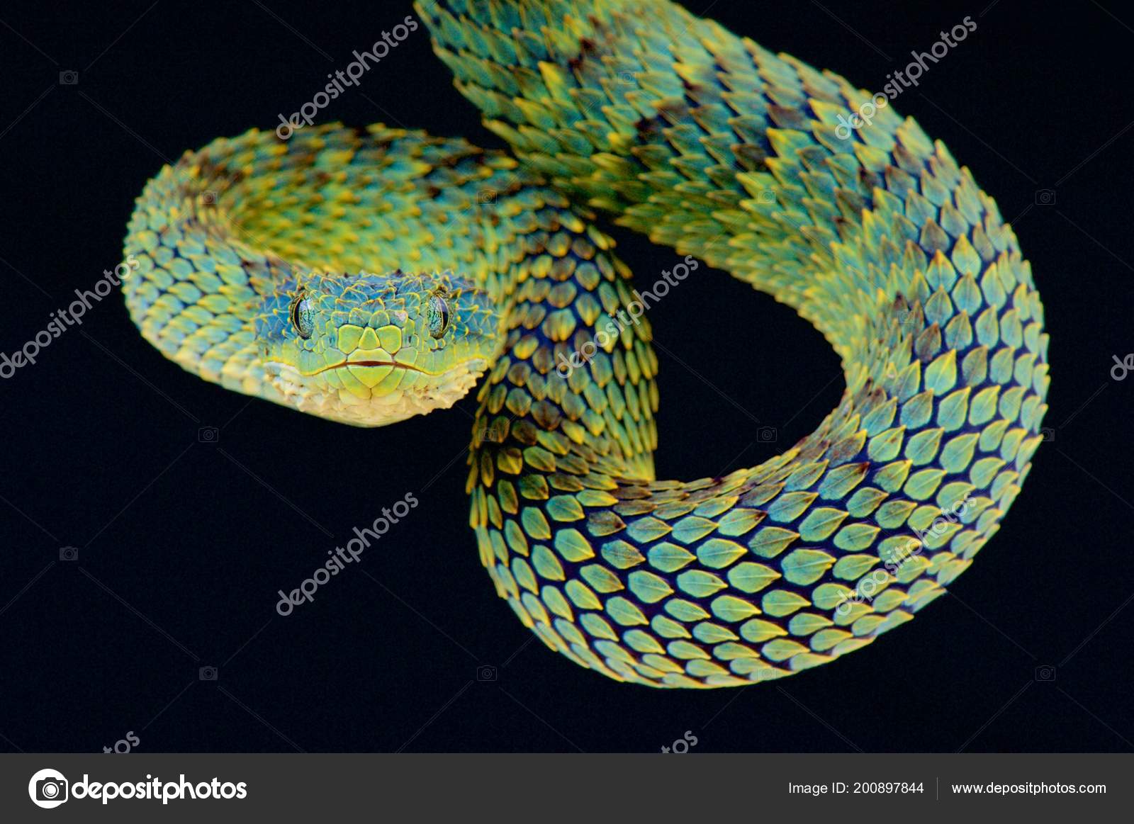 Black Dragon - Venomous Black Bush Viper Snake (Atheris squamigera