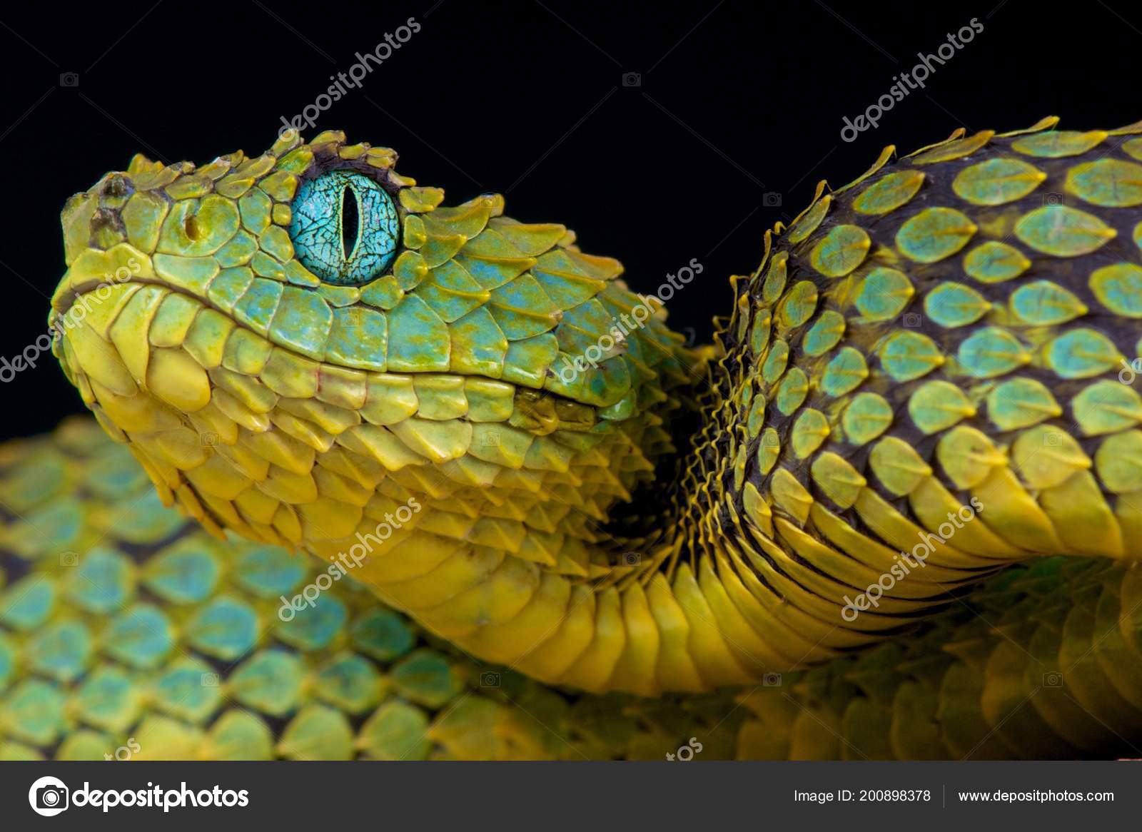 Black Bush Viper Atheris Squamigera Stock Photo by ©REPTILES4ALL