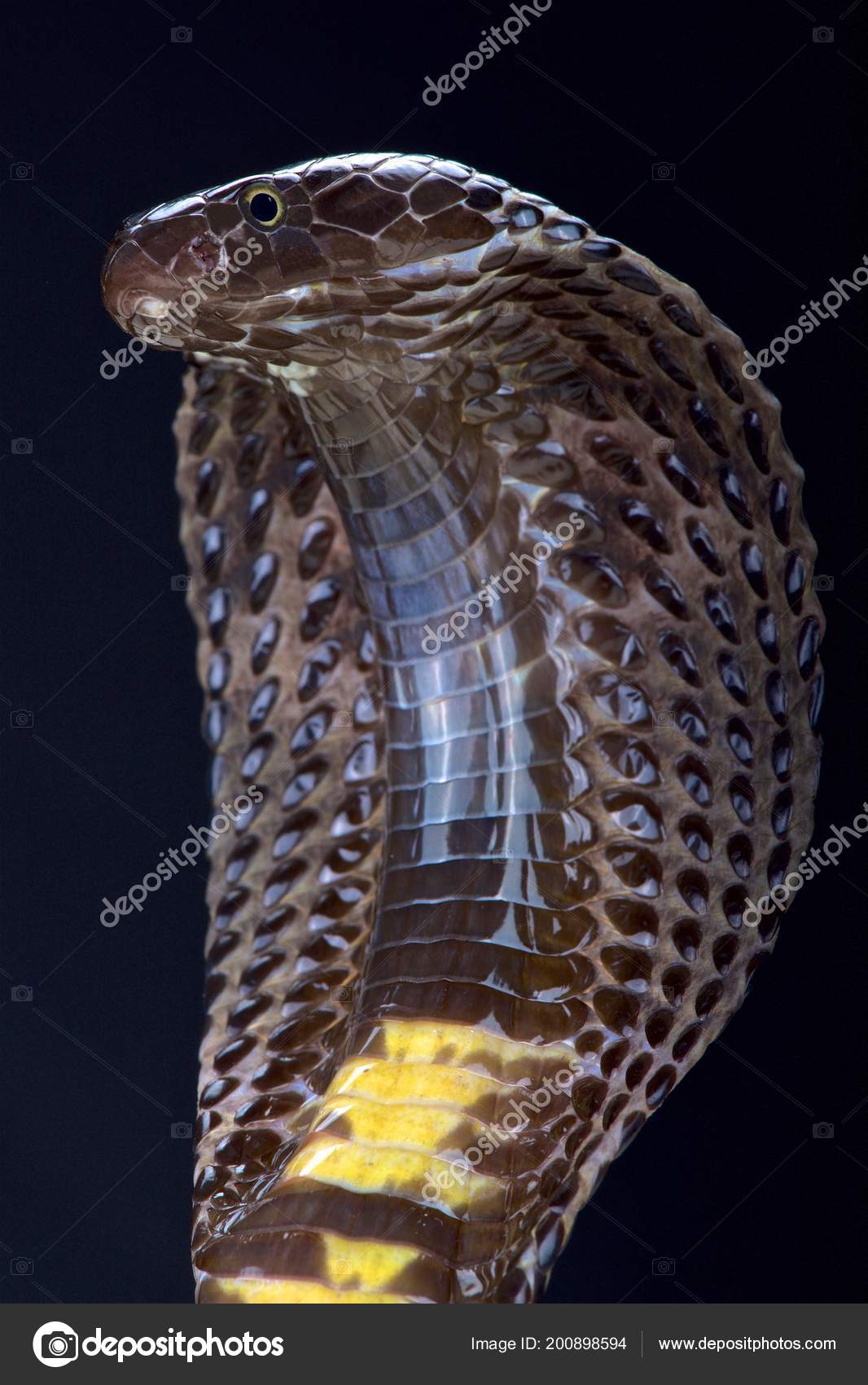 15 300 Cobra Stock Photos Images Download Cobra Pictures On Depositphotos 15 300 Cobra Stock Photos Images Download Cobra Pictures On Depositphotos