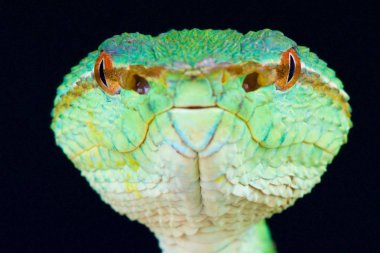 Tapınak viper (Tropidolaemus wagleri 