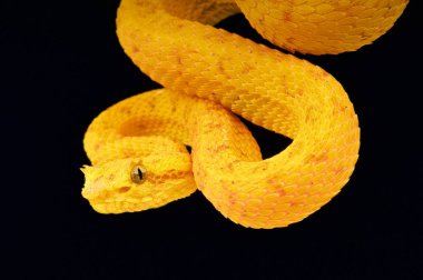 Palm viper (Bothriechis schlegelii)