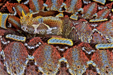 Nehir jack (bitiş nasicornis)