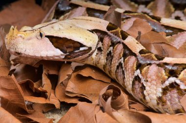 Batı Afrika Gaboon viper (bitiş gabonica gergedan)