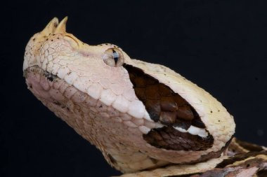 Bitiş gabonica gergedan, Batı Afrika Gaboon engerek, Gana