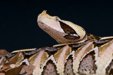Bitiş gabonica gergedan, Batı Afrika Gaboon engerek, Gana