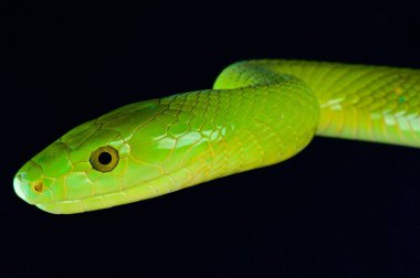 Yeşil Mamba (Dendroaspis angusticeps)