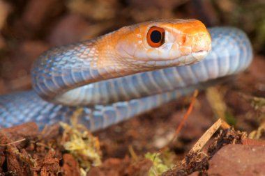 Coastal Taipan (Oxyuranus scuttellatus canni) clipart