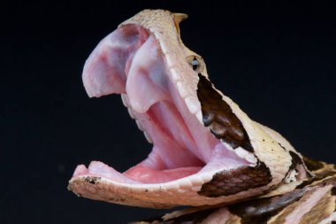 Batı Afrika Gaboon viper (bitiş gabonica gergedan)