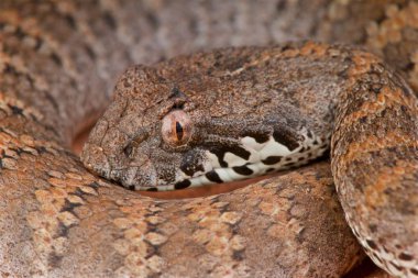 Death adder (acanthophis antarticus)
