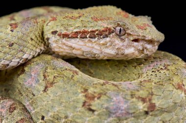 Palm viper (Bothriechis schlegelii)