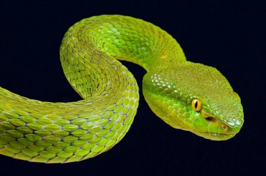 Bambu viper (beyaz albolabris)