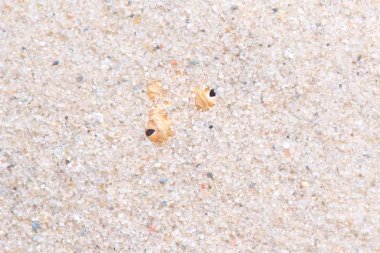 Sahra kum engereği (Cerastes vipera)