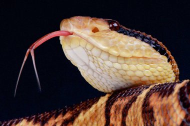 Bushmaster (Lachesis stenophrys) yakından